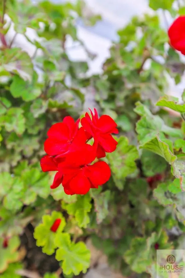 Santa Ursula Villa La Herradura  Holiday home